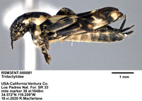 tridactylidae