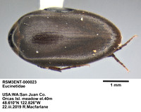 eucinetidae