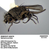 sphaeroceridae