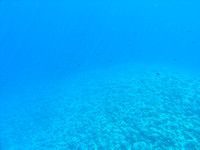 opunohu - snorkel outside reef 1