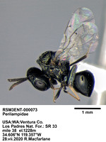 perilampidae